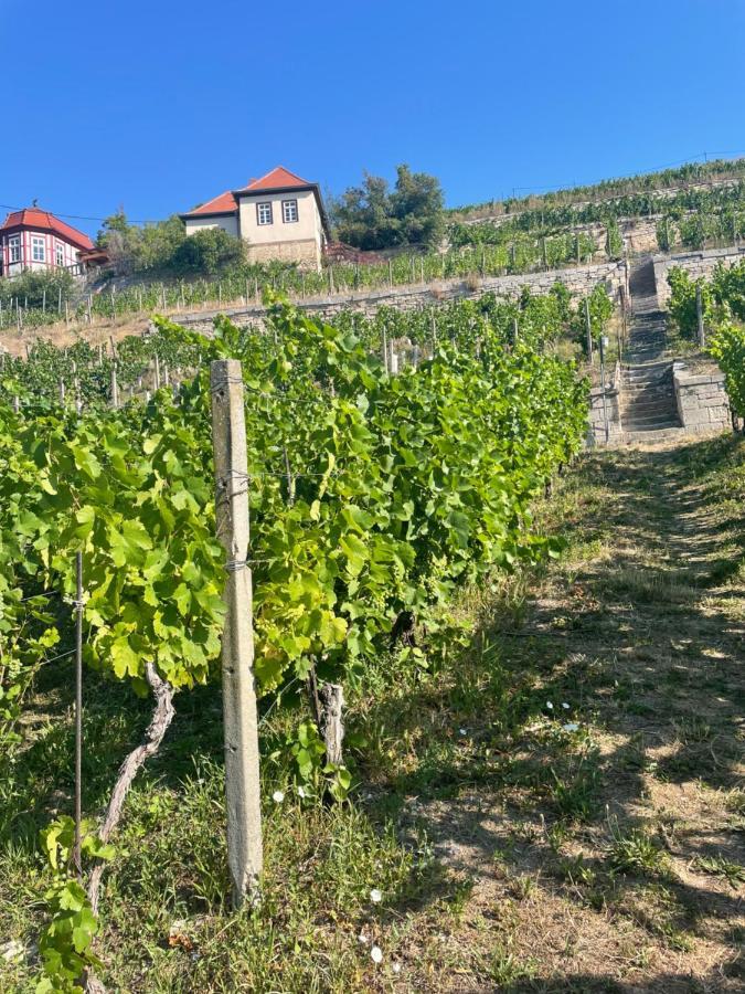 Ferienhaus Traminer Im Weinberg Freyburg Eksteriør bilde